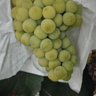 水晶葡萄