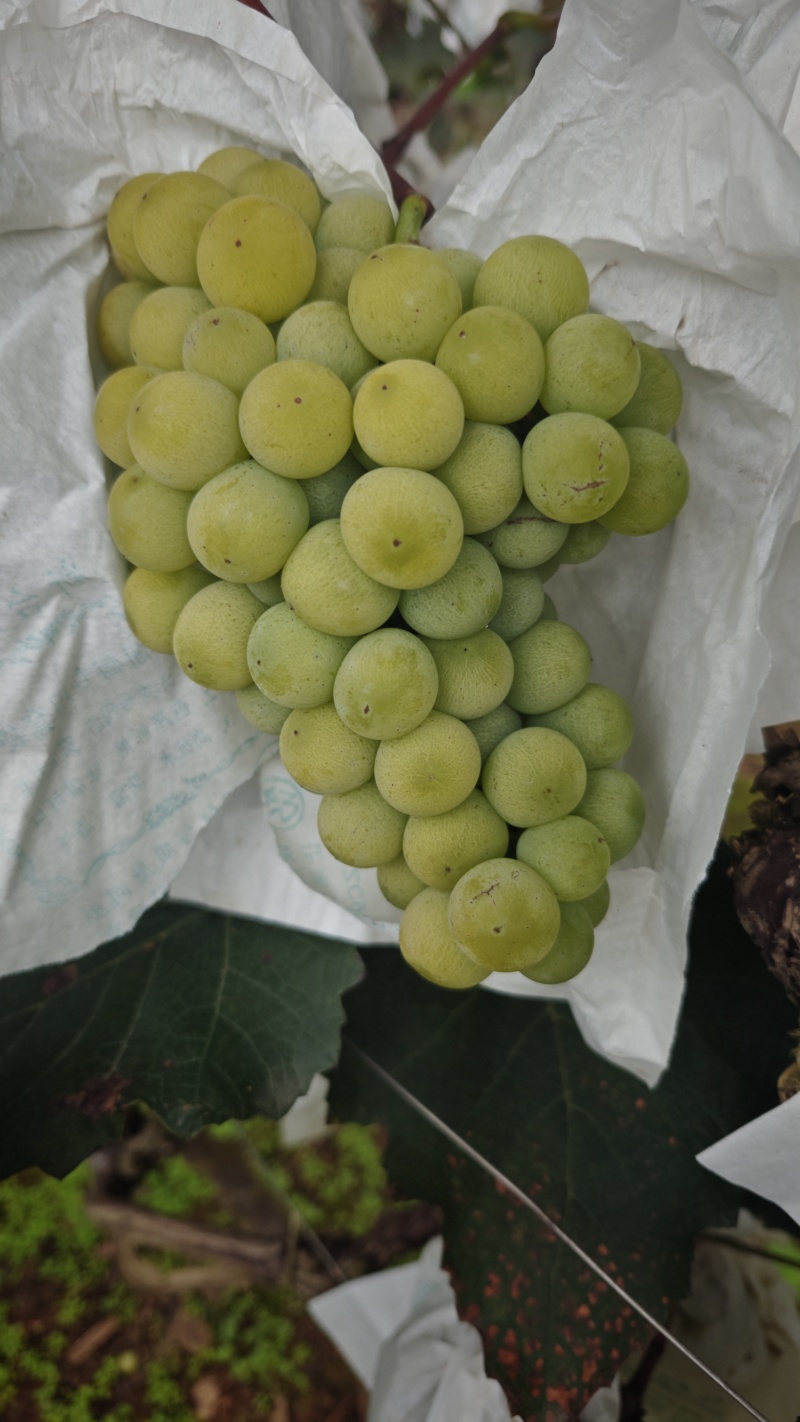 水晶葡萄