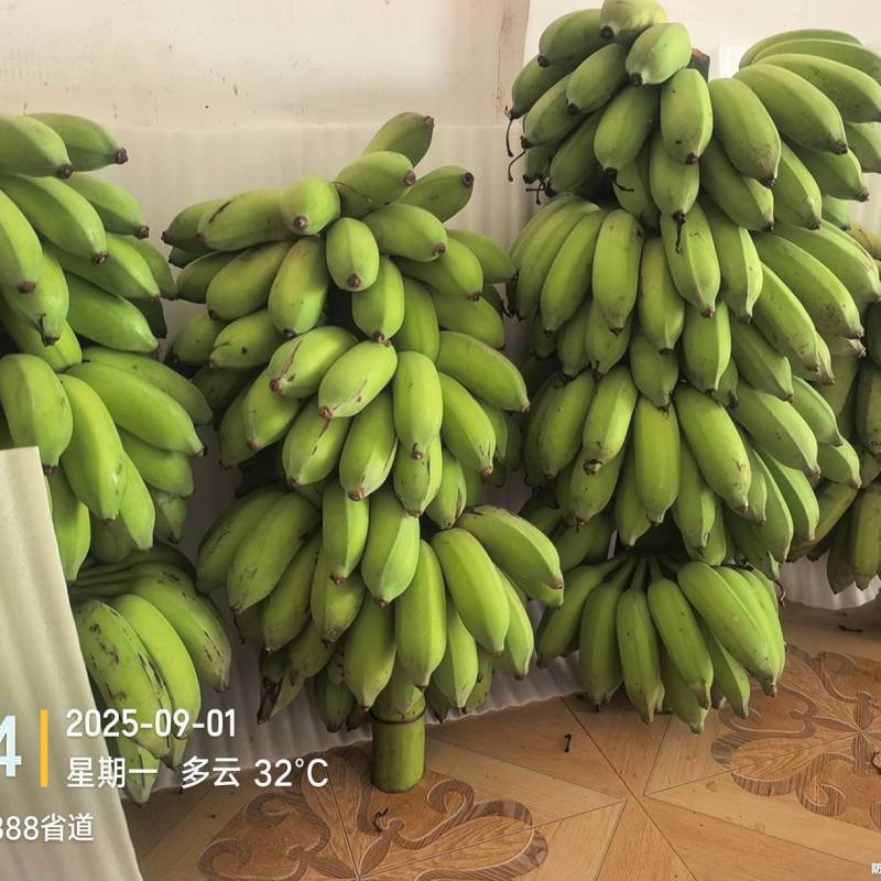 高州粉蕉，香蕉产地直供，专业代收购，代发货！