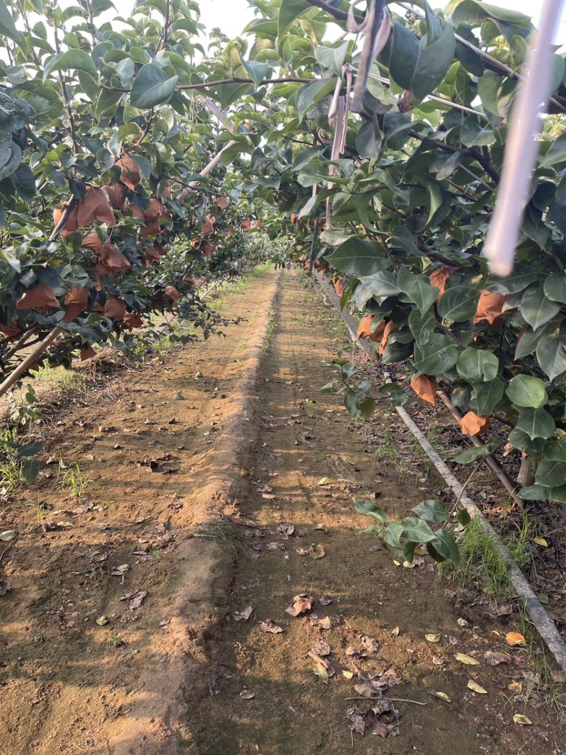 莱西秋月梨
