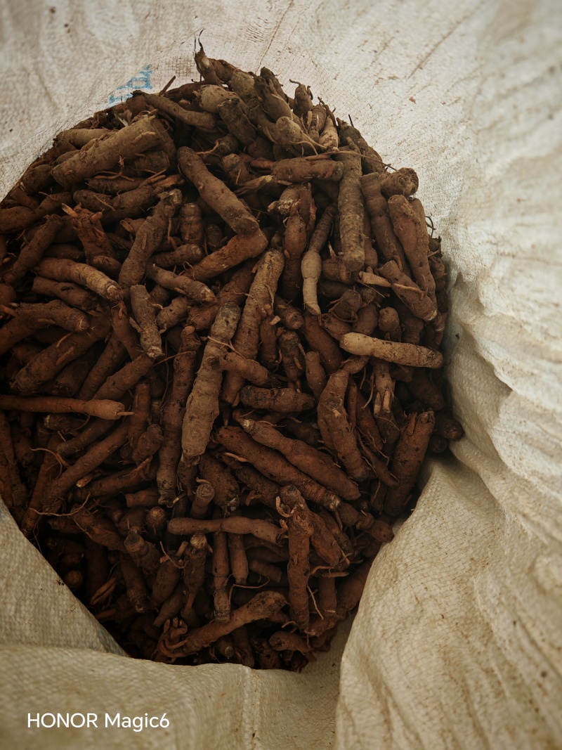 云南文山高山鲜货，野生的仙茅，保鲜统货