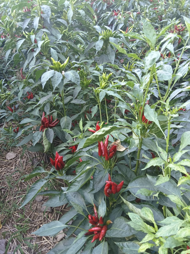 新解红辣椒
