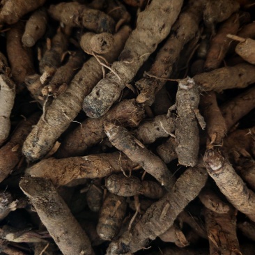 云南文山高山鲜货，野生的仙茅，保鲜统货