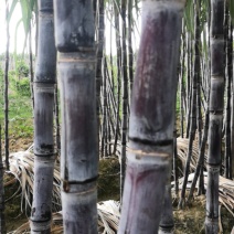 广西黑皮甘蔗对接电商市场商超可视频看货保质保量