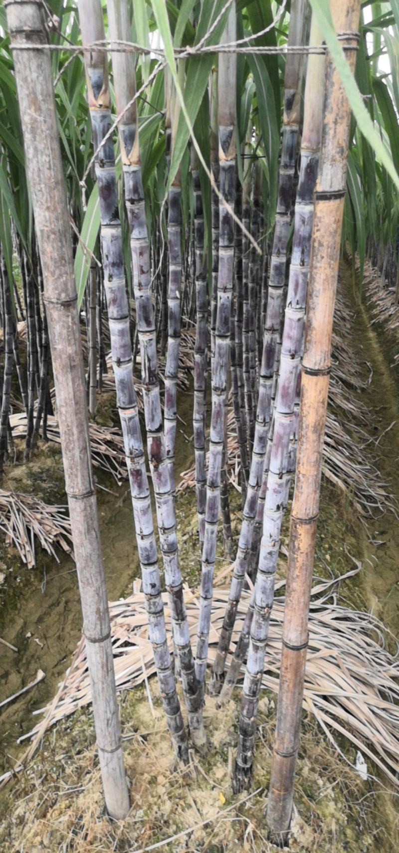 广西黑皮甘蔗对接电商市场商超可视频看货保质保量