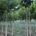 法桐小苗
