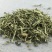 珍珠透骨草中草药材透骨草批发透骨草粉凤仙透骨草泡脚透骨草