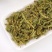 伸筋草中药材伸筋草批发伸筋草粉伸筋草泡茶无硫筋骨草可打粉