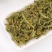伸筋草中药材伸筋草批发伸筋草粉伸筋草泡茶无硫筋骨草可打粉