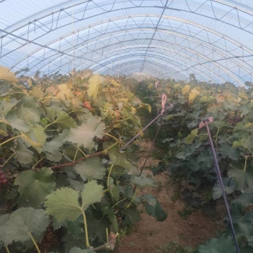 巨峰葡萄大量现货刚刚开园预购从速量大从优