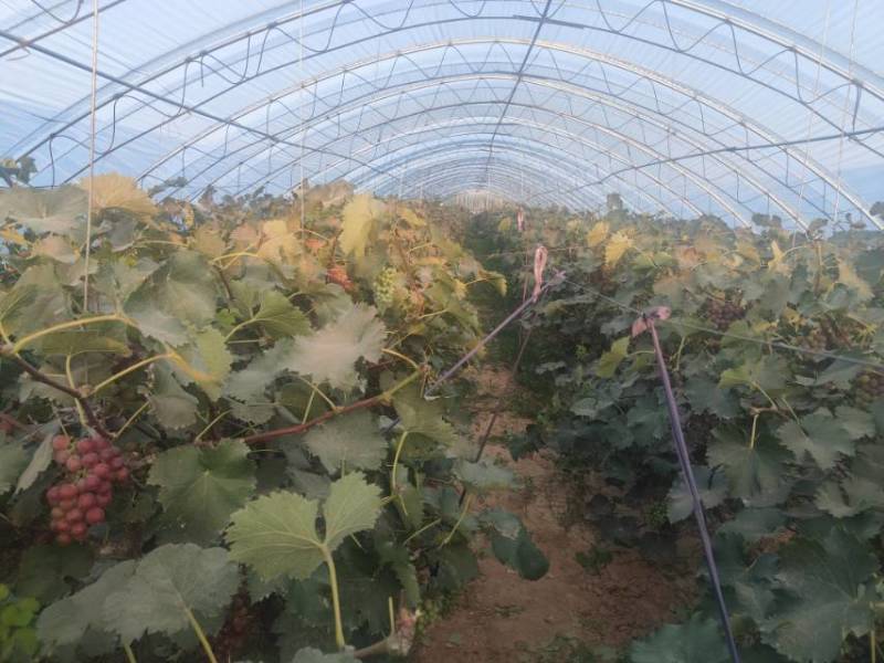 巨峰葡萄大量现货刚刚开园预购从速量大从优