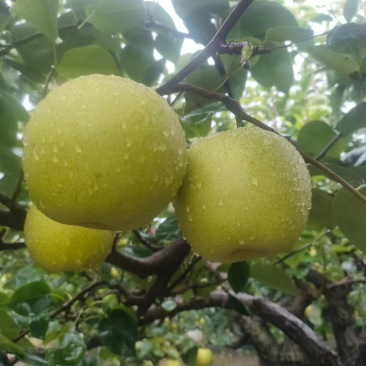 黄金梨
