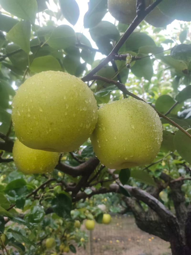 黄金梨