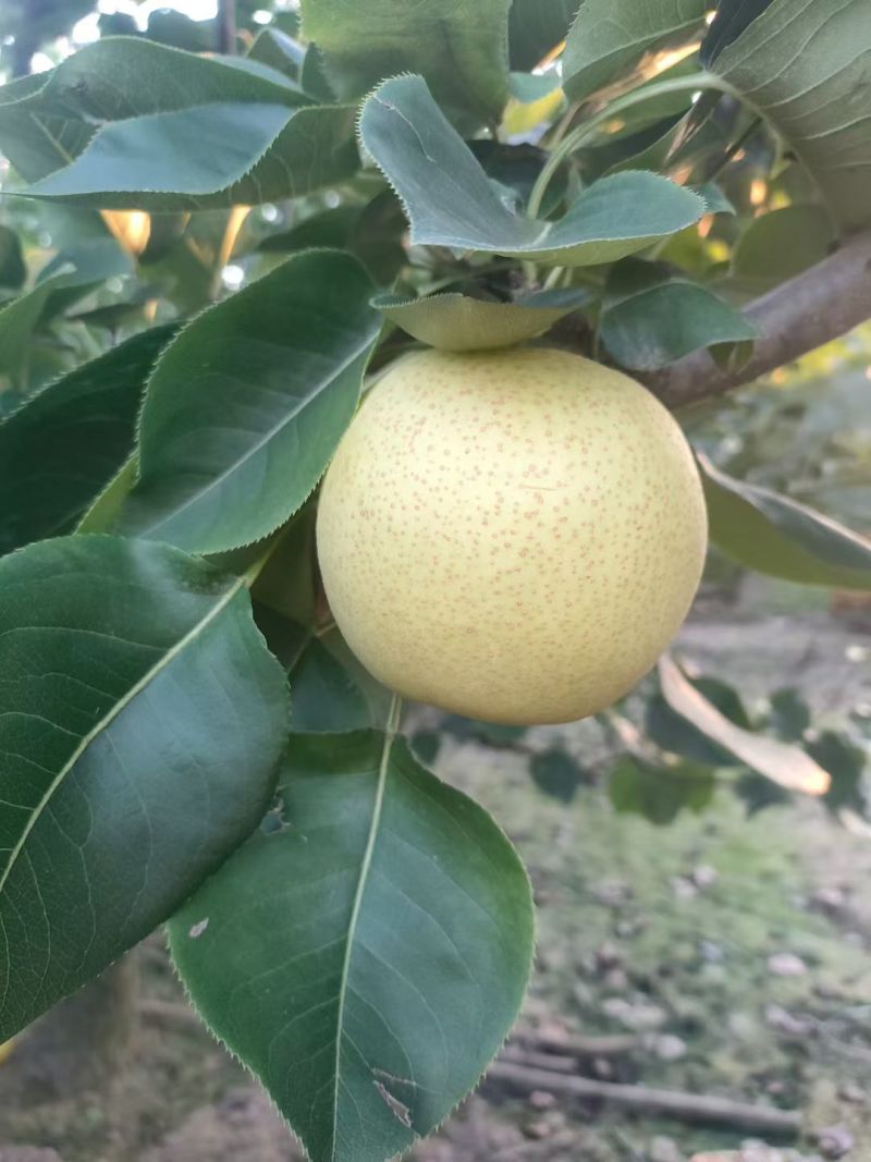 黄金梨