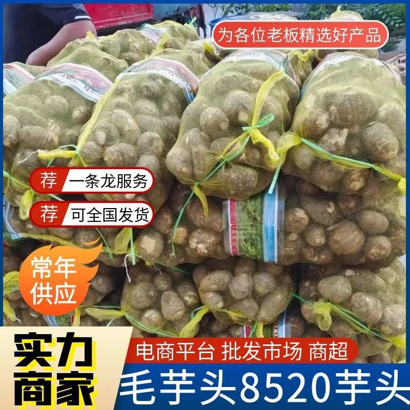 山东芋头8520毛芋头（常年供应/坏烂包赔）全国发货