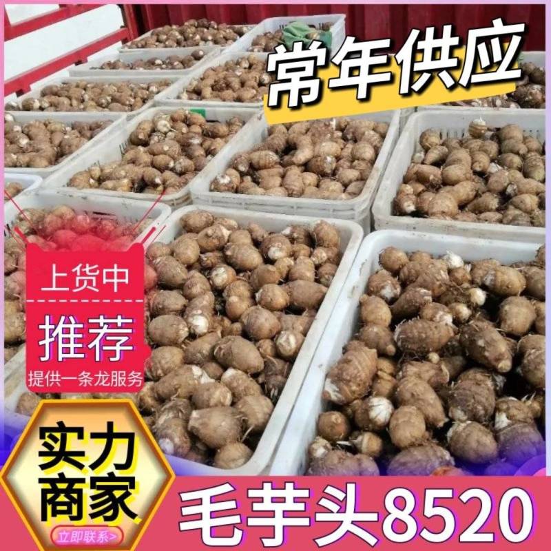 芋头8520毛芋头（常年供应/坏烂包赔）全国发货～万邦