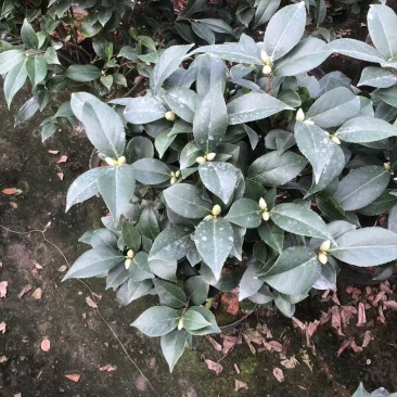 23杯红赤丹茶花
