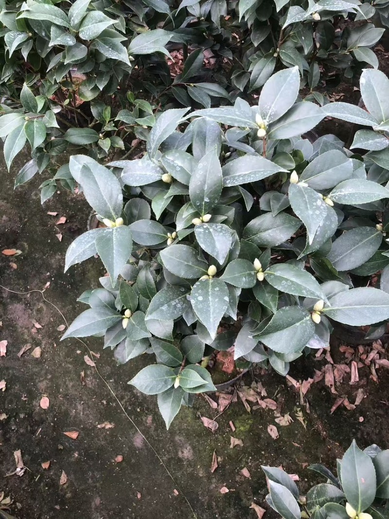 23杯红赤丹茶花