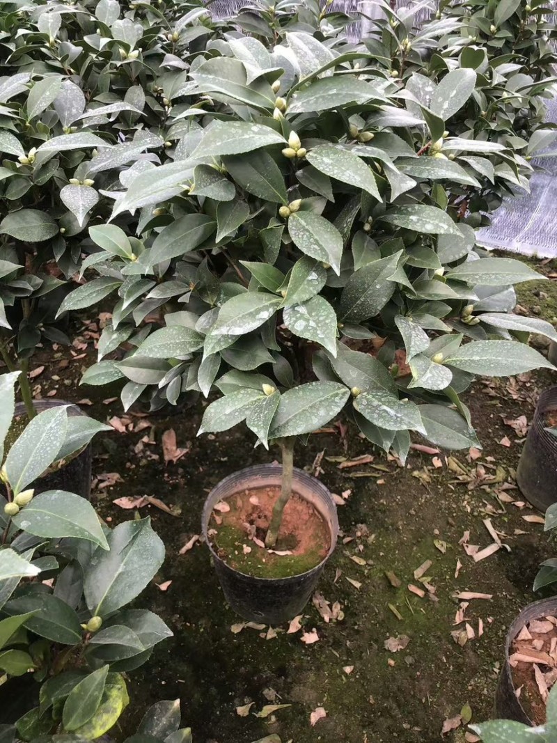 23杯红赤丹茶花