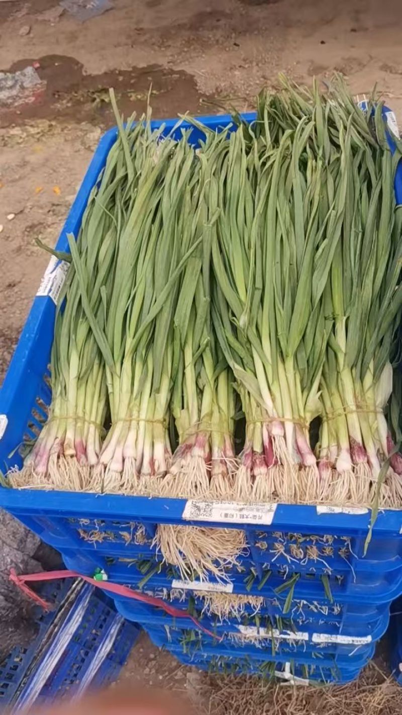蒜苗