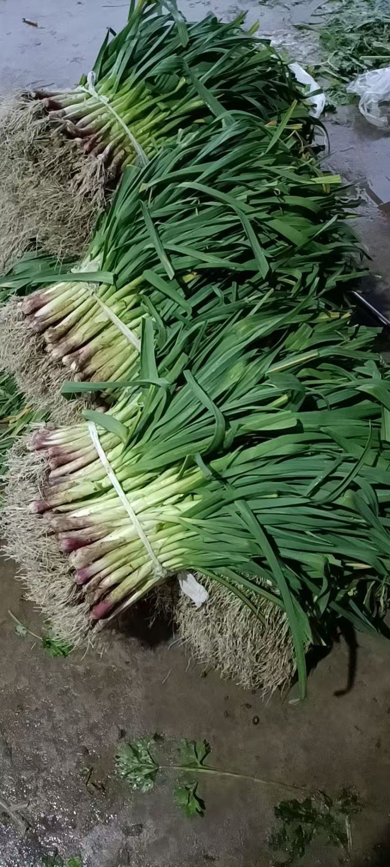蒜苗