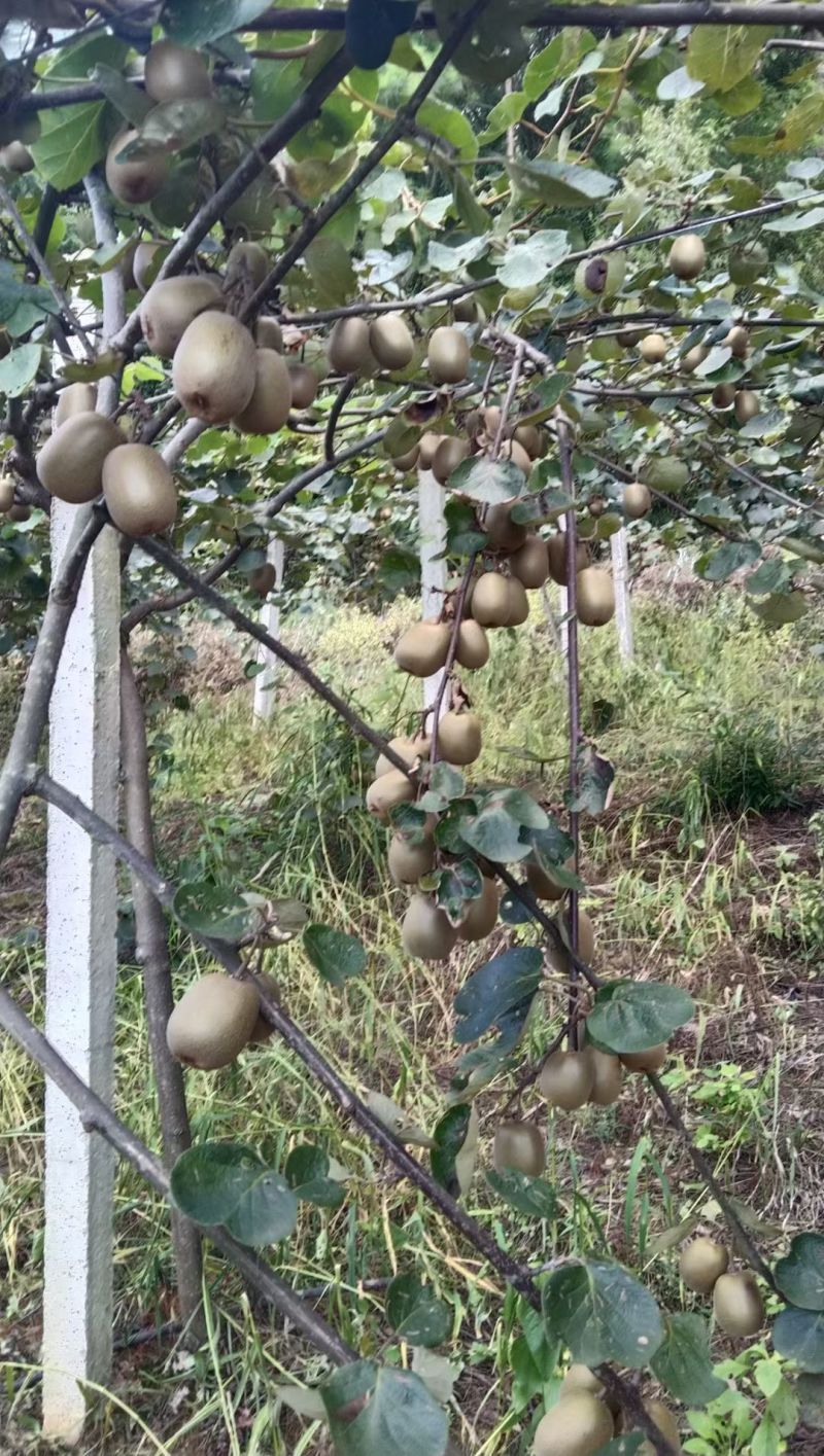 自家种植的红心猕猴桃，营养价值高，鲜嫩多汁，无任何添加剂