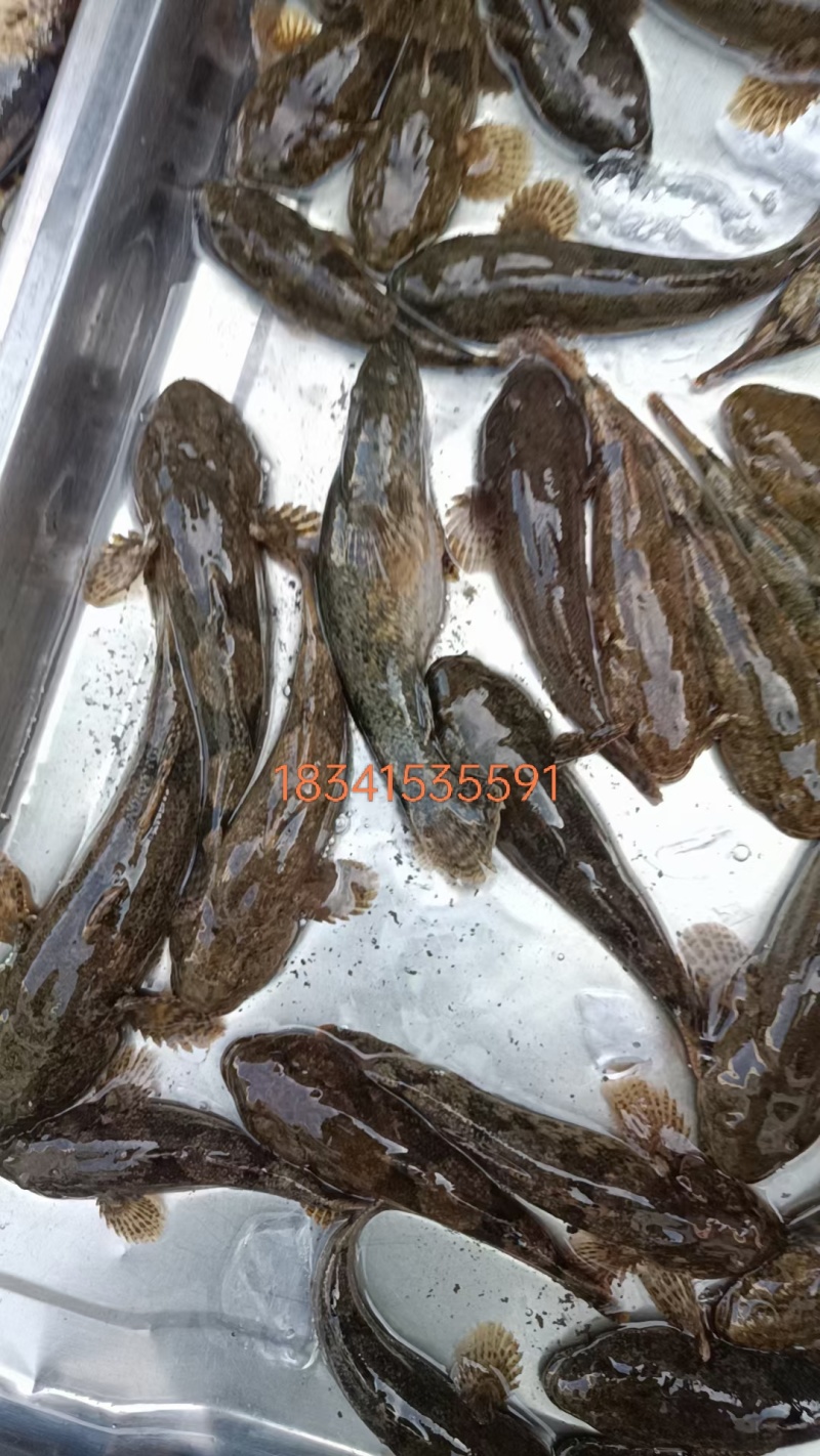 溪石斑