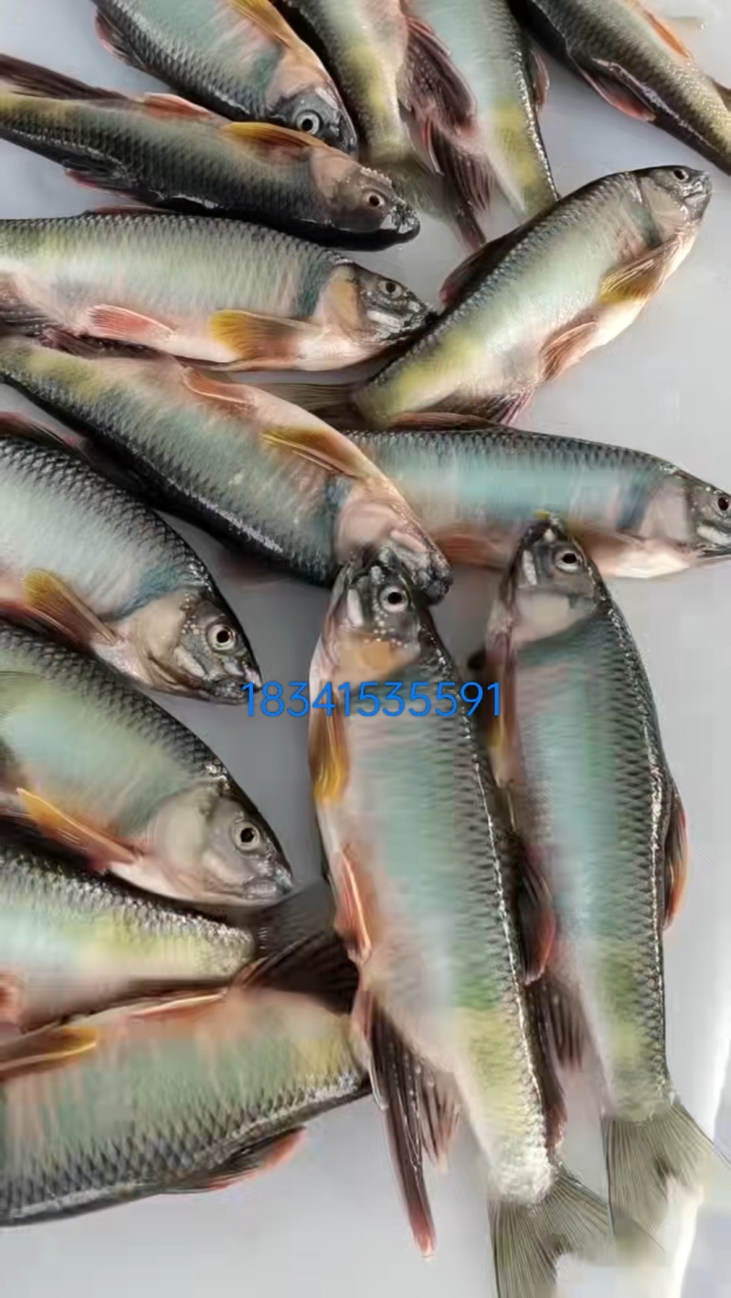溪石斑