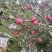 盐源红将军