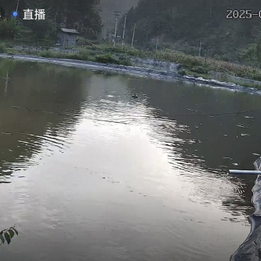 鱼塘，高山冷水鱼！最好自己打捞。价格面议