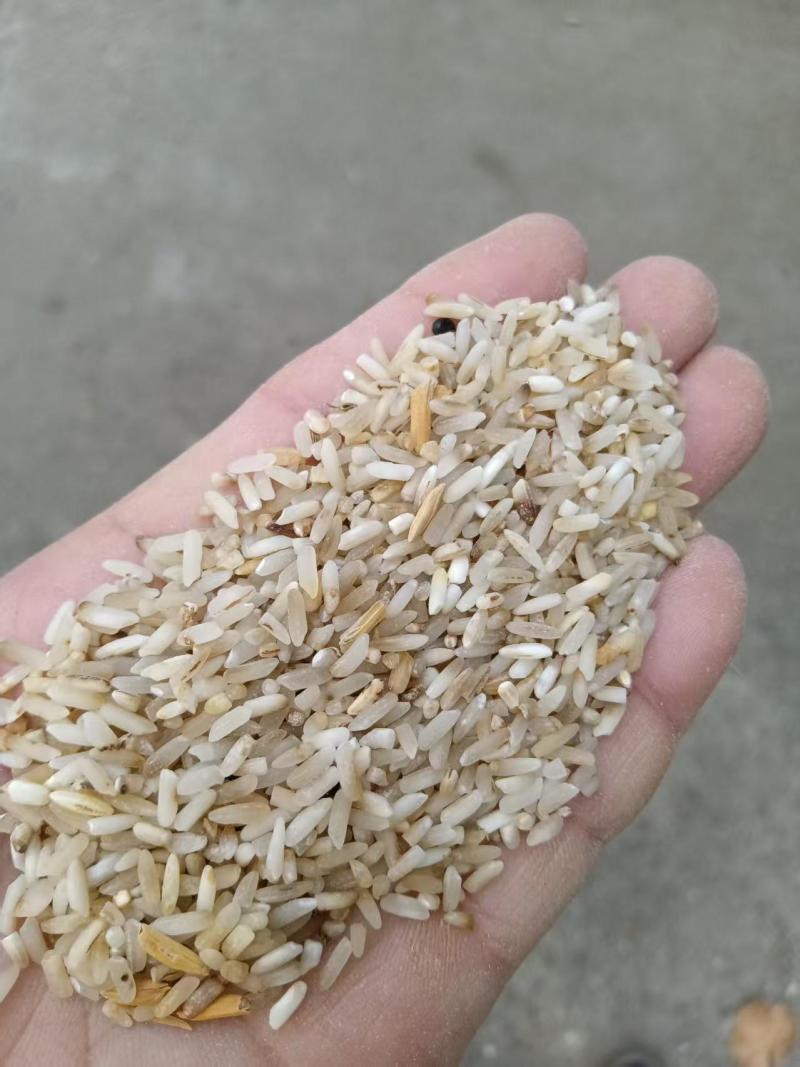 一选黄米，大黄米适用于鸡鸭鹅，厂家直发货源充足，量大价优
