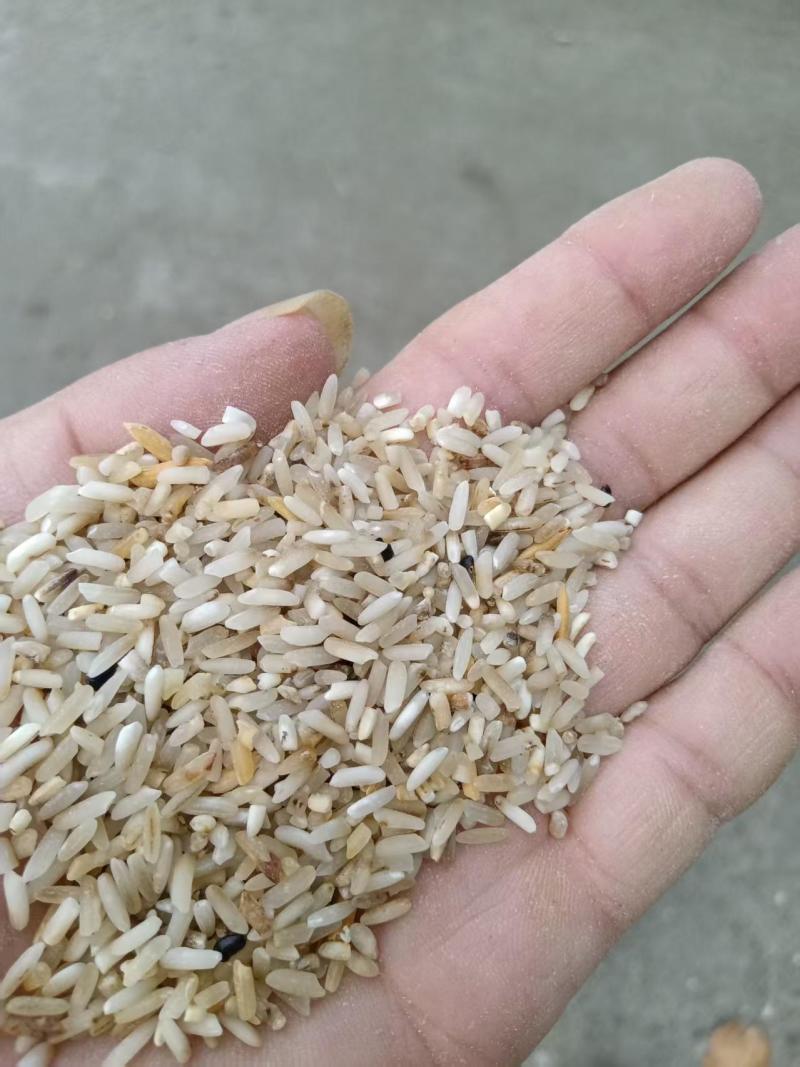 一选黄米，大黄米适用于鸡鸭鹅，厂家直发货源充足，量大价优