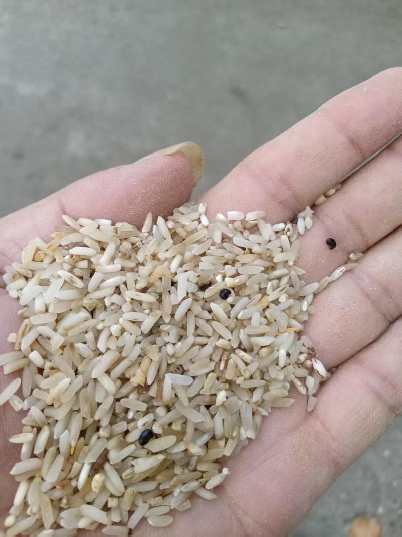 一选黄米，大黄米适用于鸡鸭鹅，厂家直发货源充足，量大价优