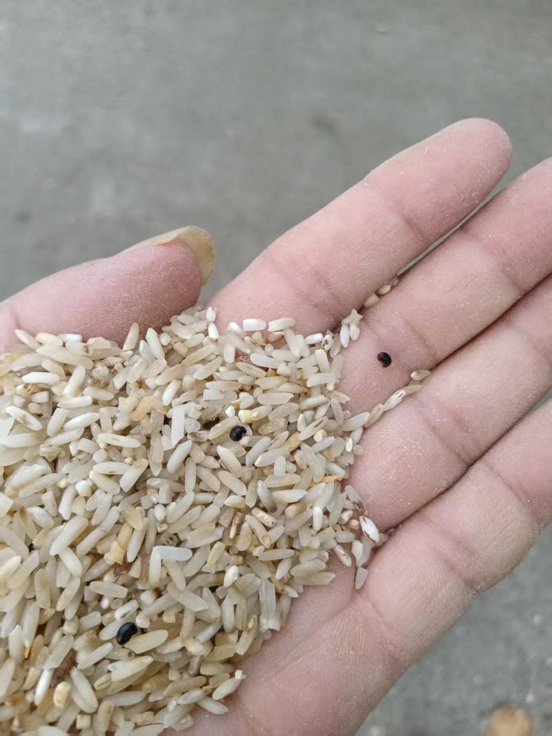 一选黄米，大黄米适用于鸡鸭鹅，厂家直发货源充足，量大价优
