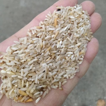 一选黄米，大黄米适用于鸡鸭鹅，厂家直发货源充足，量大价优