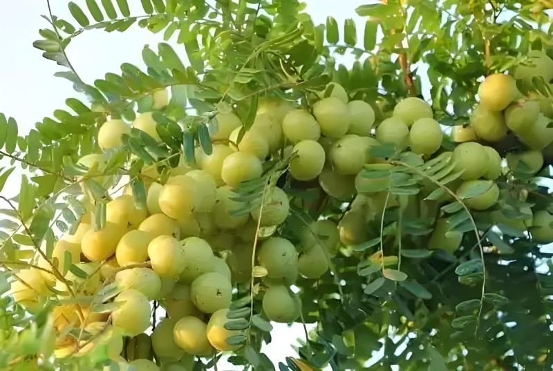 油甘果（余甘子）：果味浓，纤维少，肉质厚实，甜度高