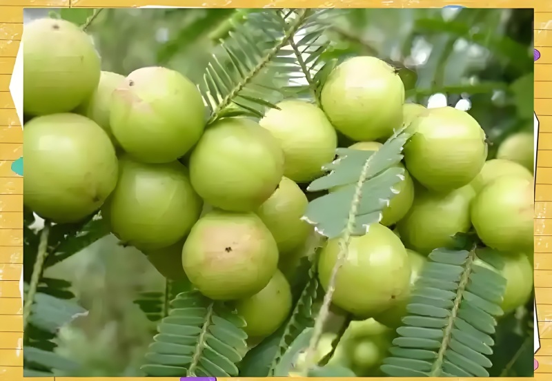 油甘果（余甘子）：果味浓，纤维少，肉质厚实，甜度高