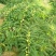 油甘果（余甘子）：果味浓，纤维少，肉质厚实，甜度高