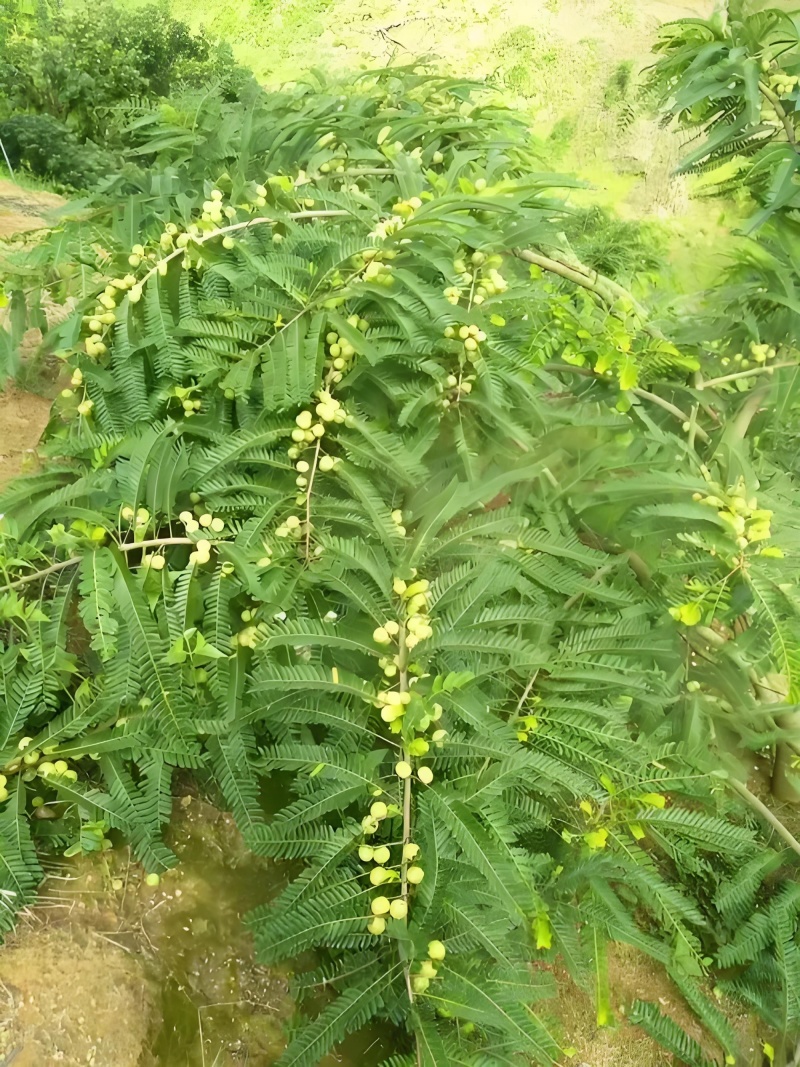 油甘果（余甘子）：果味浓，纤维少，肉质厚实，甜度高