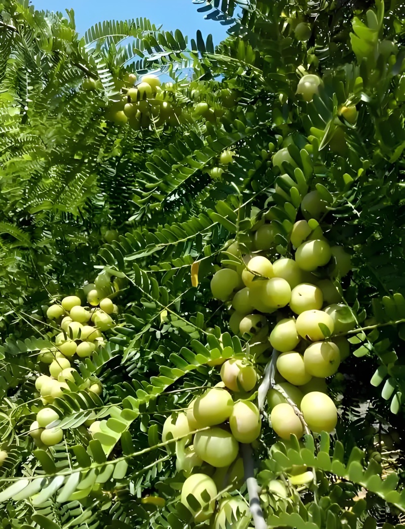 油甘果（余甘子）：果味浓，纤维少，肉质厚实，甜度高