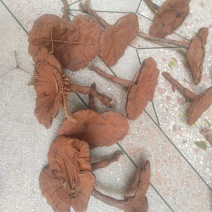 长脚粉灵芝