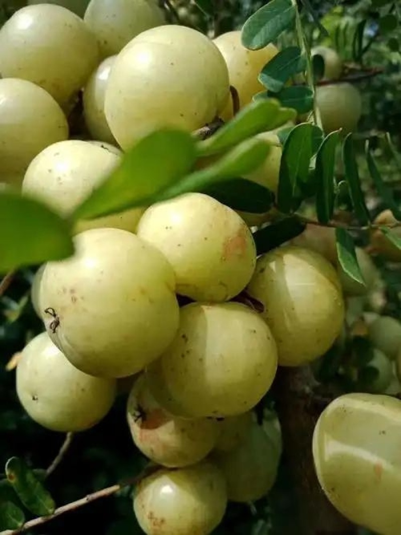 油甘果（余甘子）：果味浓，纤维少，肉质厚实，甜度高