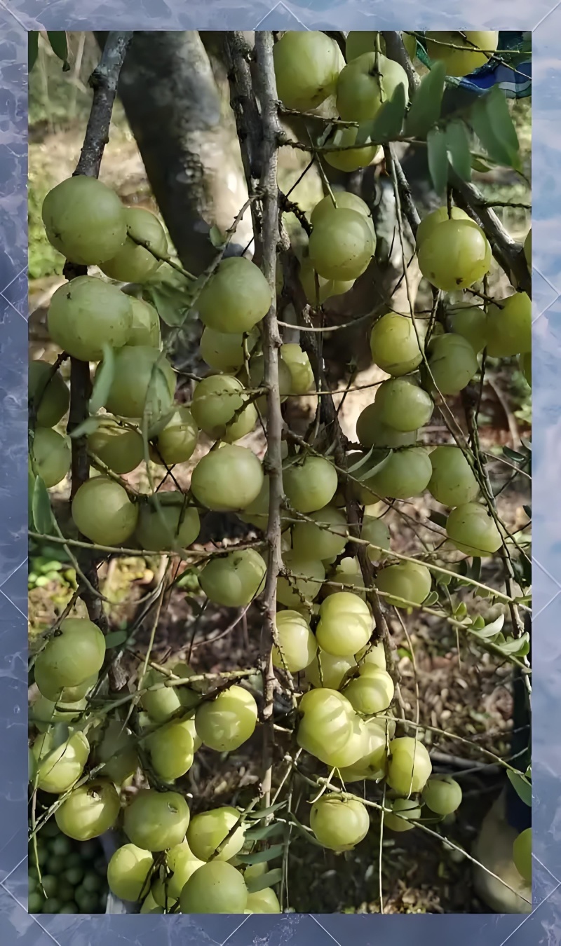 油甘果（余甘子）：果味浓，纤维少，肉质厚实，甜度高
