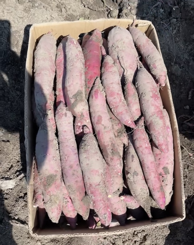 精品红瑶榴莲蜜薯日系红瑶产地一手货源