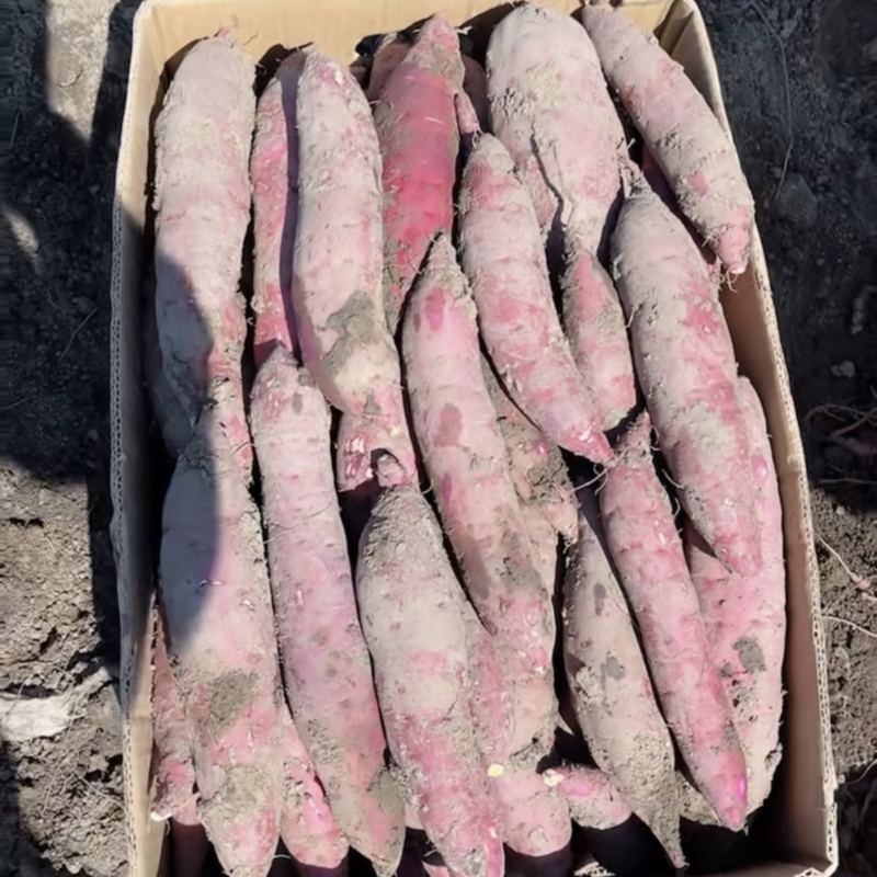 精品红瑶榴莲蜜薯日系红瑶产地一手货源
