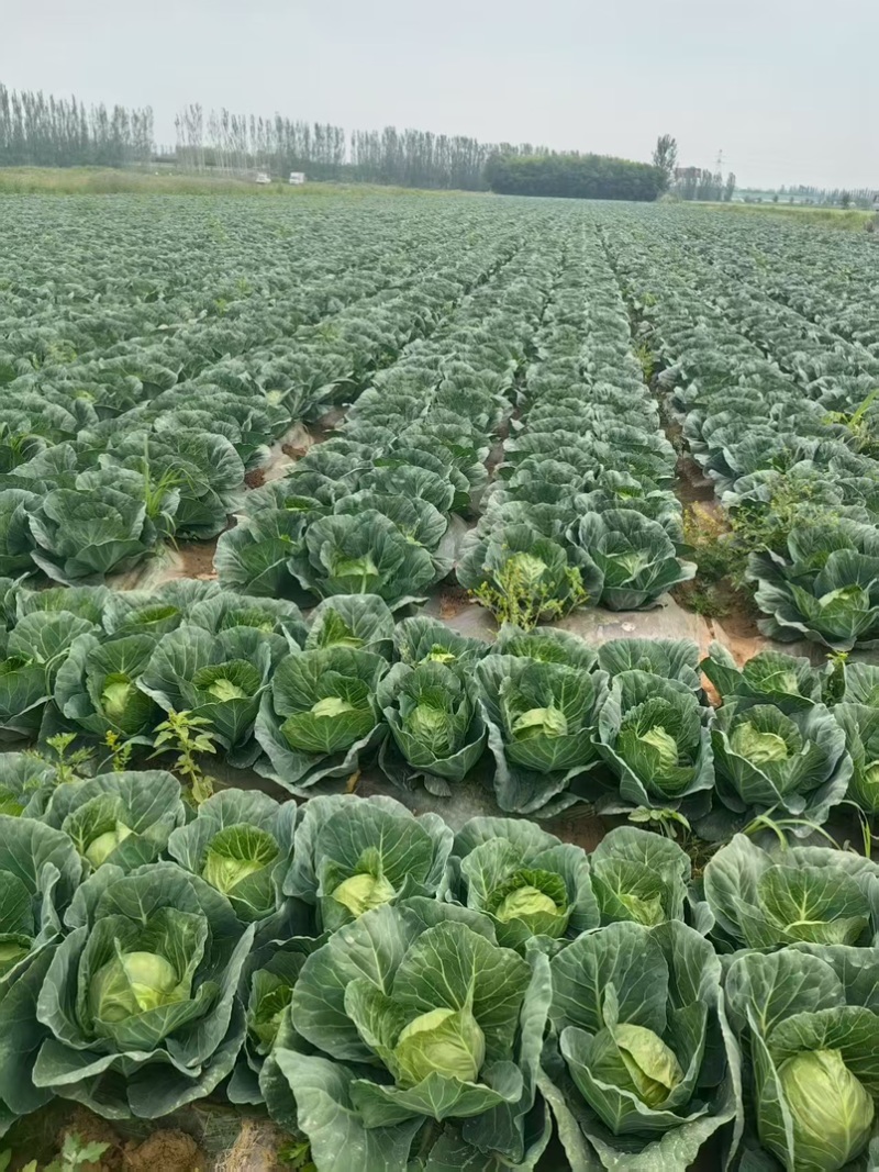 圆包菜，大量有货，产地直发，欢迎新老客户前来合作