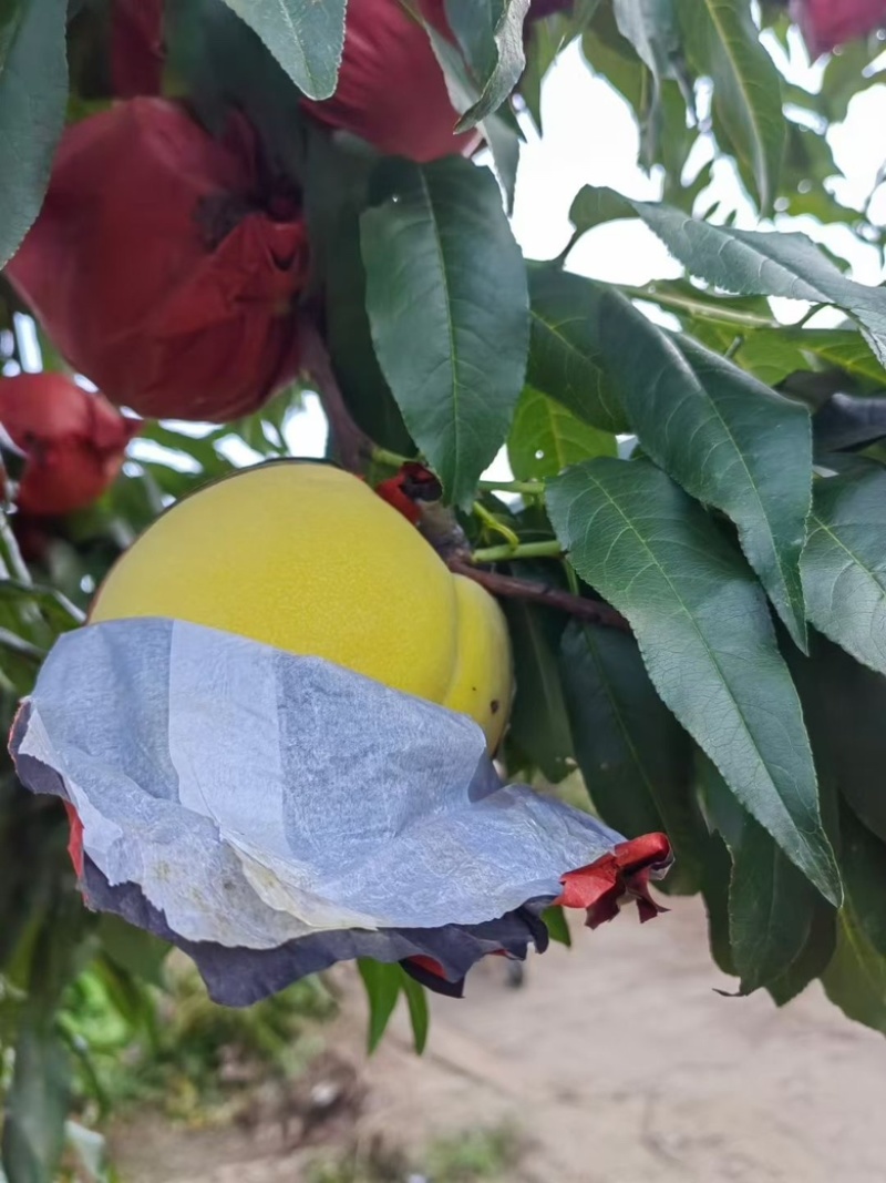 黄桃一手货源包办质量好