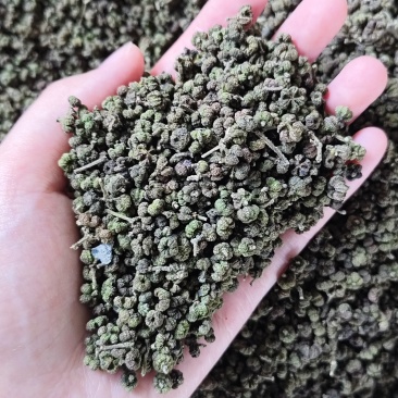 吴茱萸