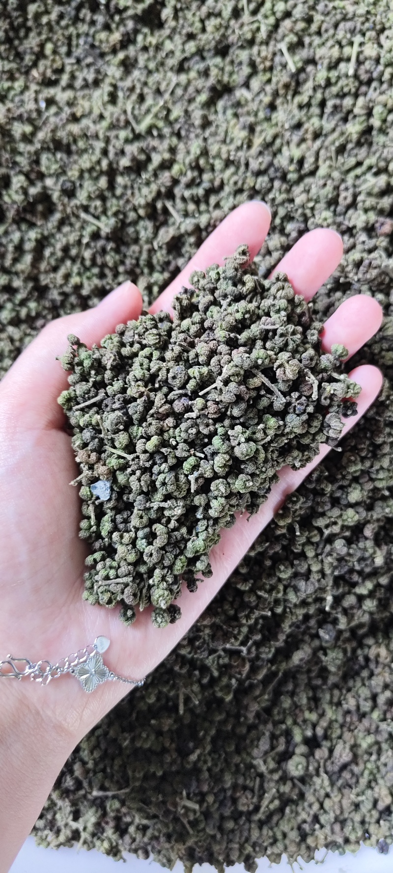 吴茱萸