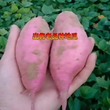老品种红薯大量出售沙地老品种蜜薯产区直供